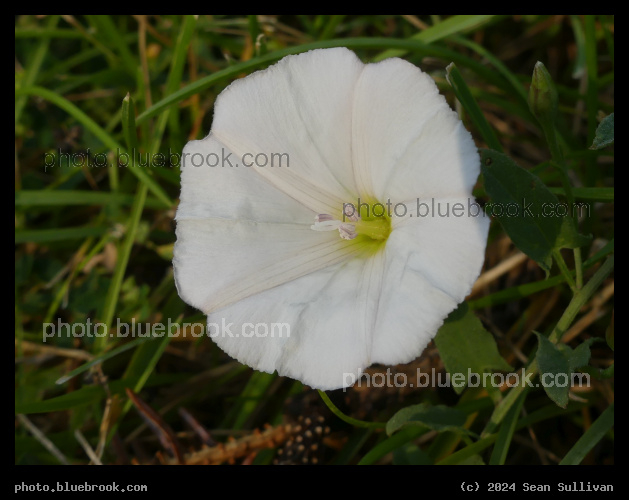 Little White Flower - Victor MT