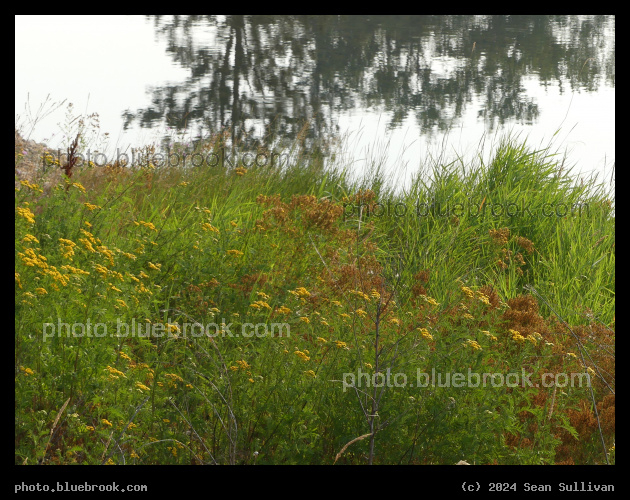 Flowers beside the Bitterrot River - Victor Crossing, MT