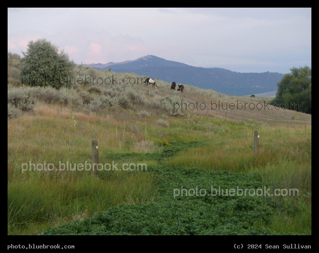 Horses on the Hillside - Corvallis MT