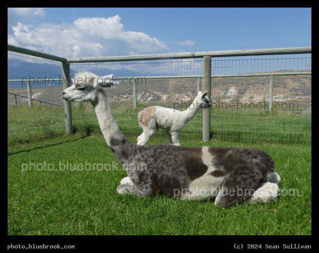 Introducing Bobbin - Katalyst (mother) and Bobbin (cria), Corvallis MT