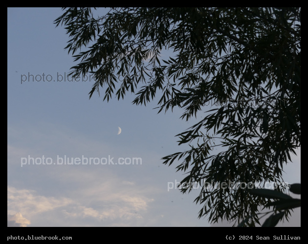 Willow and Moon - Corvallis MT