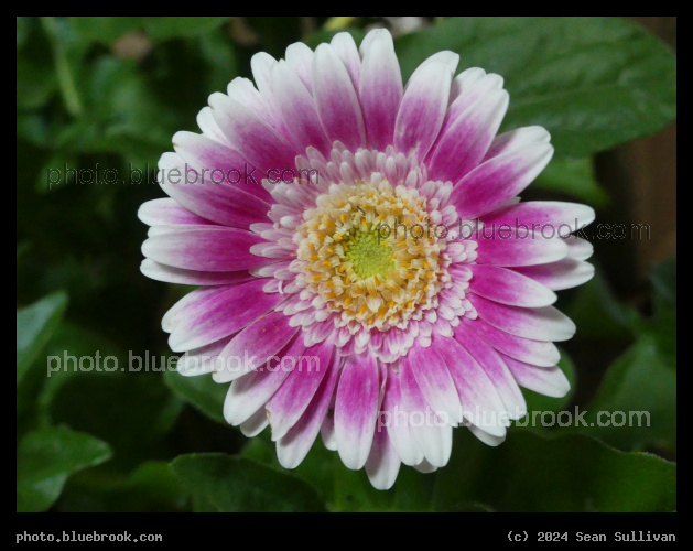 Sweet Fiesta Daisy - Corvallis MT