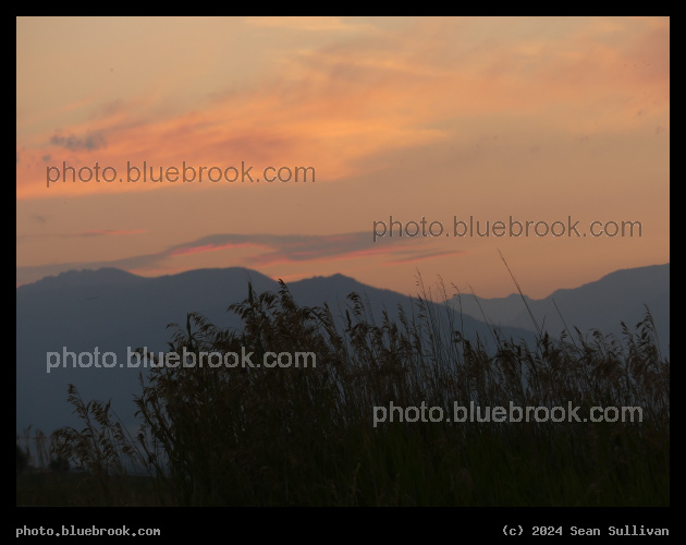 August Grasses at Sunset - Corvallis MT