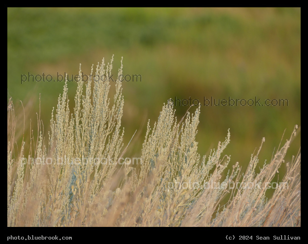 Sagebrush Tips - Corvallis MT