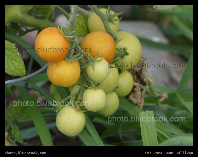 Ripening Tomatoes - Corvallis MT