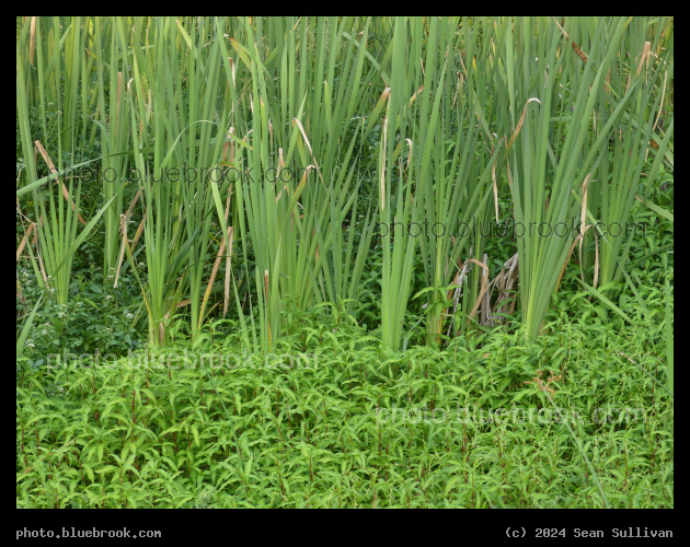 Springing from the Water - Corvallis MT