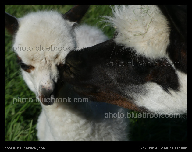 Alpaca Kiss - Corvallis MT