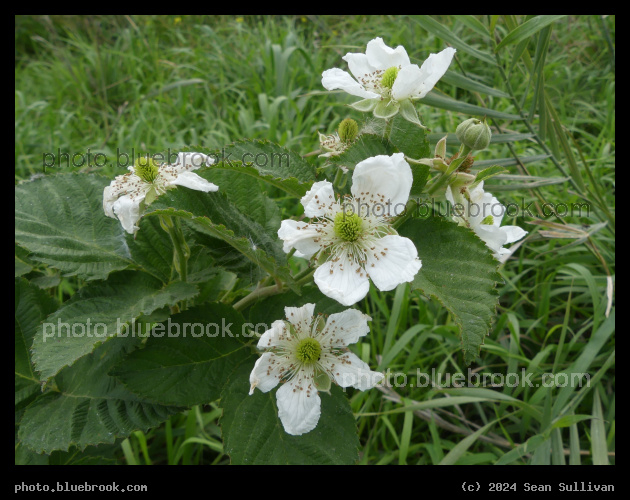 Blackberry Flowers - Corvallis MT