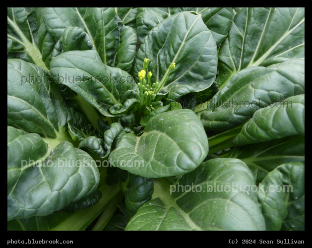 Flowering Tatsoi - Corvallis MT