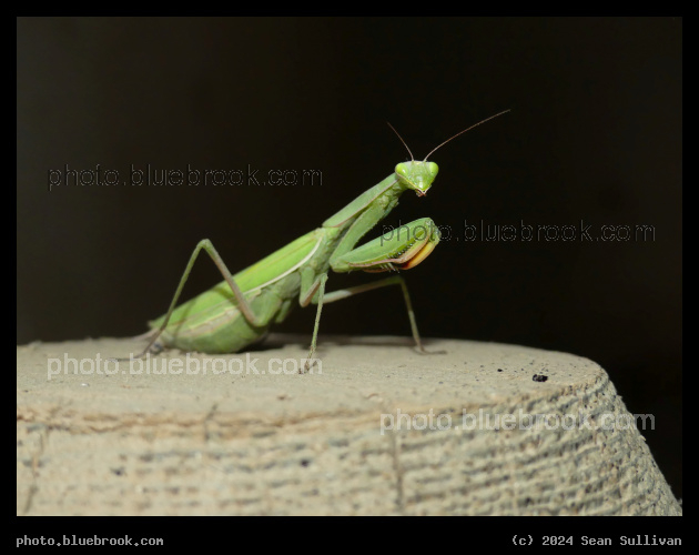 Praying Mantis on a Post - Corvallis MT