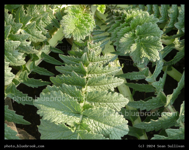 Giant Radish Leaves - Corvallis MT