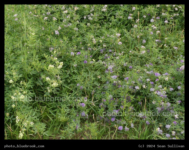 Alfalfa Patch - Corvallis MT