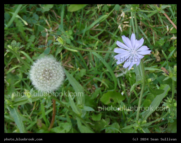 Dandelion Poof and Chicory Flower - Corvallis MT