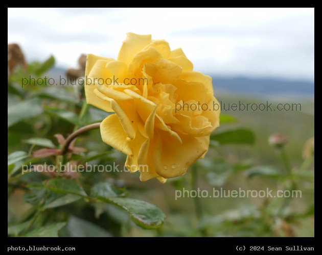 Yellow Rose in September - Corvallis MT