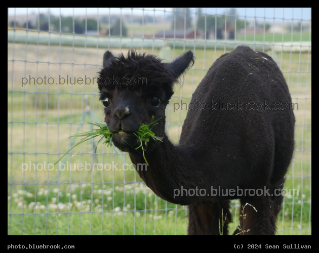 Winifred with a Snack - Corvallis MT