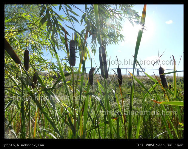 Sunny Afternoon with Cattails - Corvallis MT