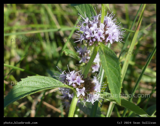 Tiny Mint Flowers - Corvallis MT