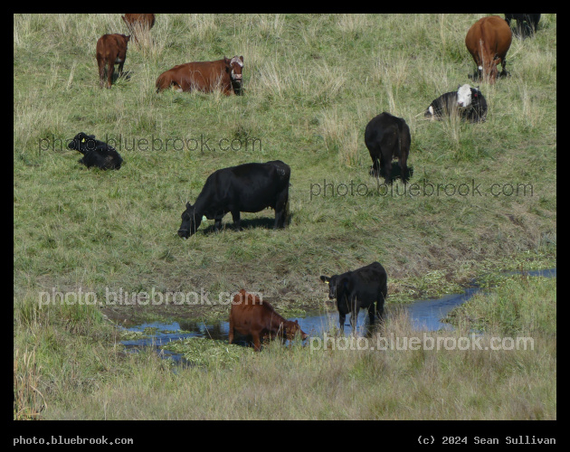 Assortment of Cows - Corvallis MT