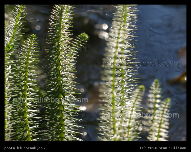 Spiky Water Plants - Bitterroot River, Hamilton MT