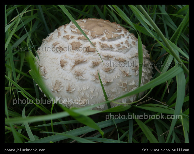 Mushroom Dome in the Grass - Corvallis MT