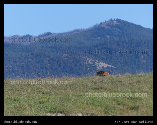 Cow Sitting in the Mountains - Corvallis MT