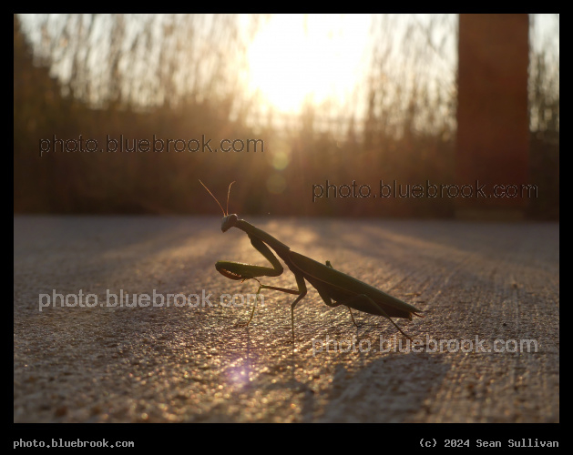 Praying Mantis at Sunset - Corvallis MT