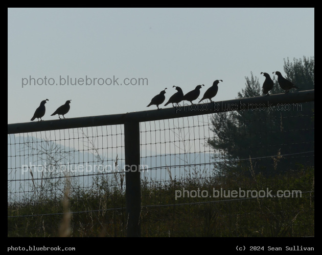 Quail Conference - Corvallis MT