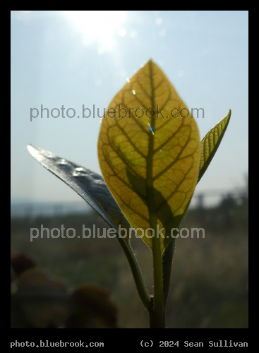 Avocado Leaves in the Sun - Corvallis MT