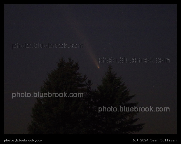 Comet Nestled in Evergreens - Comet Tsuchinshan-ATLAS from Corvallis MT