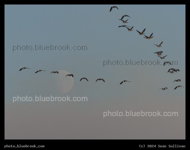 Geese and the Moon - Corvallis MT