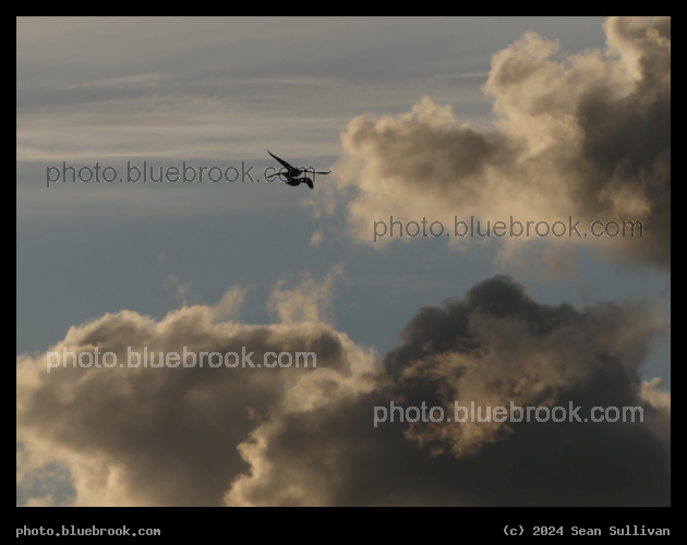 Two Birds with Clouds - Corvallis MT