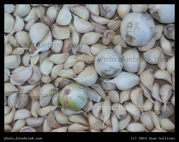 Mammoth Garlic Cloves - Corvallis MT