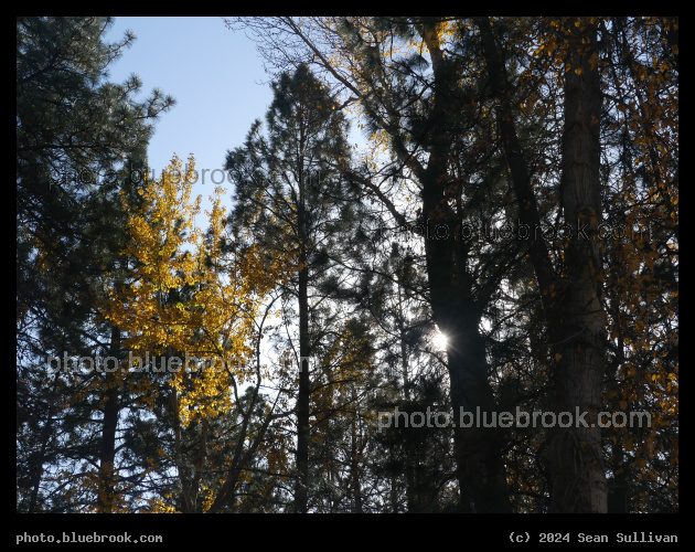 Tall Trees in Autumn - Woodside Crossing, Corvallis MT