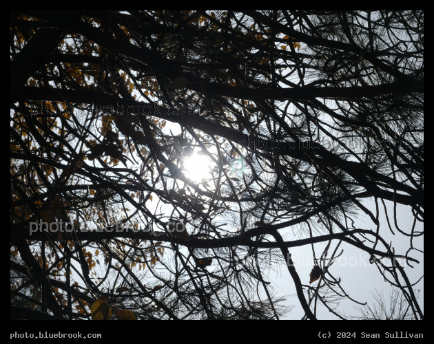 Sun and Branches at Woodsite - Woodside Crossing, Corvallis MT