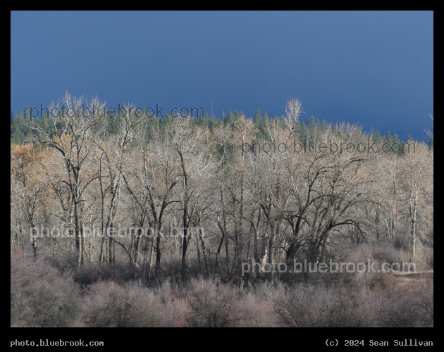 Sunlight on Bare Trees - Lolo MT