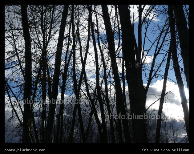 Sky and Clouds through the Trees - Lolo MT