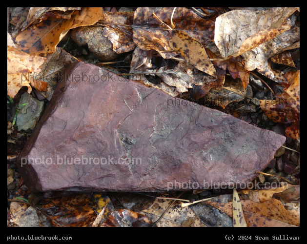 Red Rock and Autumn Leaves - Lolo MT