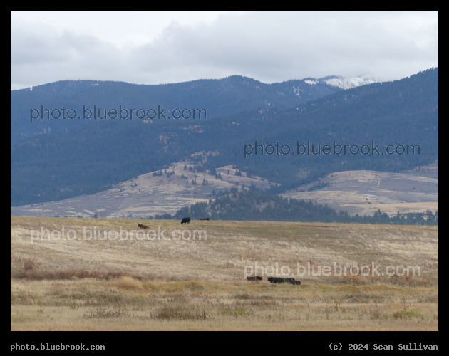 Golden Pasture on a Hazy Day - Hamilton MT