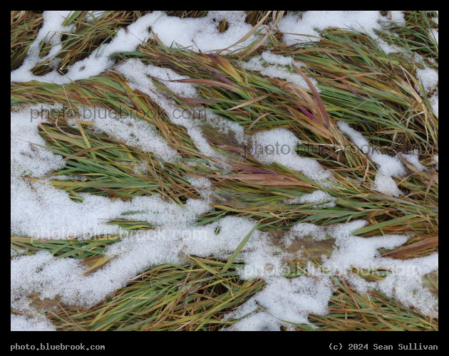 Patchwork of Grasses and Snow - Corvallis MT