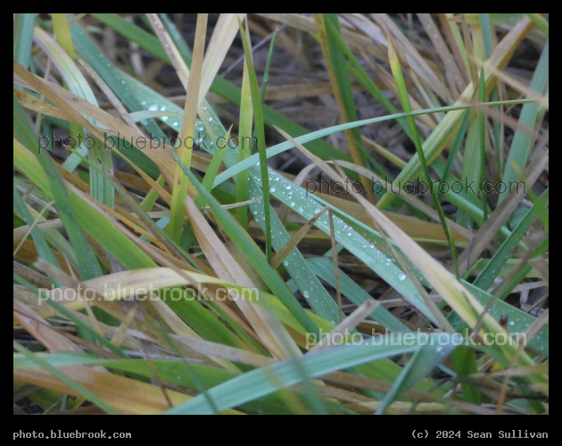 Grass Blades on a Hazy Morning - Corvallis MT