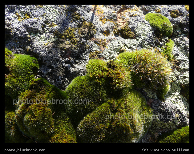 Moss and Lichen on a Rock - Corvallis MT