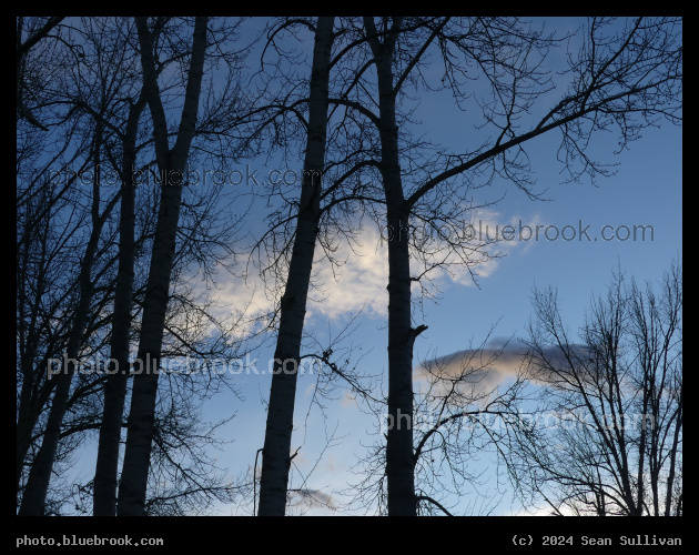 White Cloud with Tree Silhouettes - Victor Crossing MT