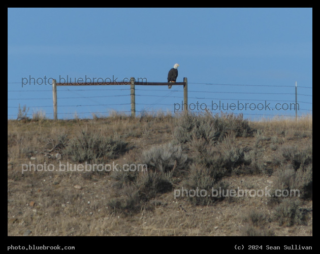 Bald Eagle on a Fence - Corvallis MT