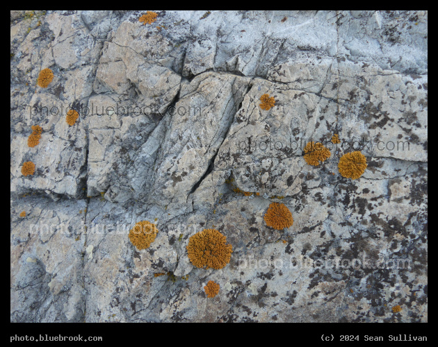 Yellow-Orange Lichen on a Rock - Lolo MT