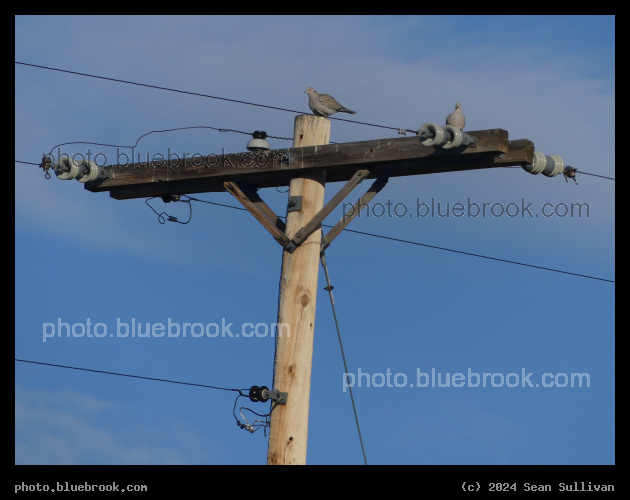 Perch for Ringneck Doves - Corvallis MT