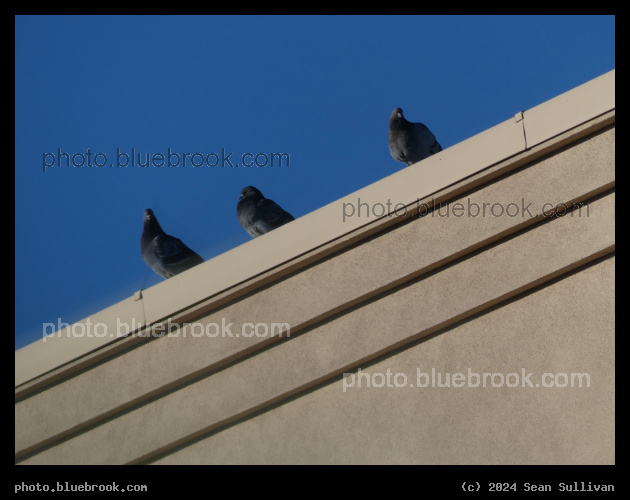 Rooftop Pigeon Trio - Missoula MT