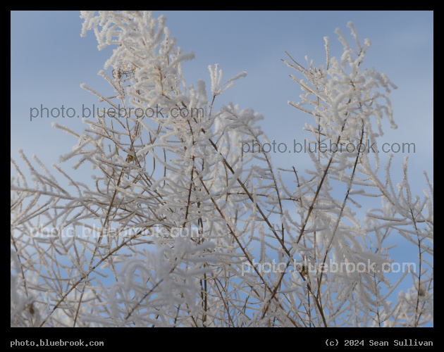 Winter Lace - Corvallis MT