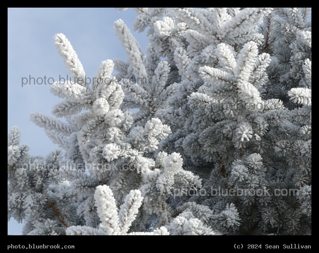 Boughs of Hoarfrost - Corvallis MT