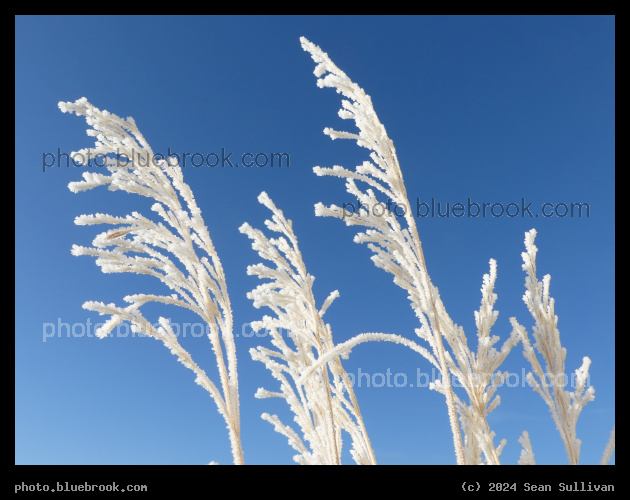 Feathery Frosted Tips - Corvallis MT