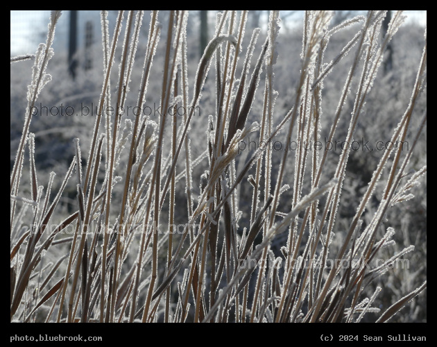 Frosted Grass Stalks - Corvallis MT